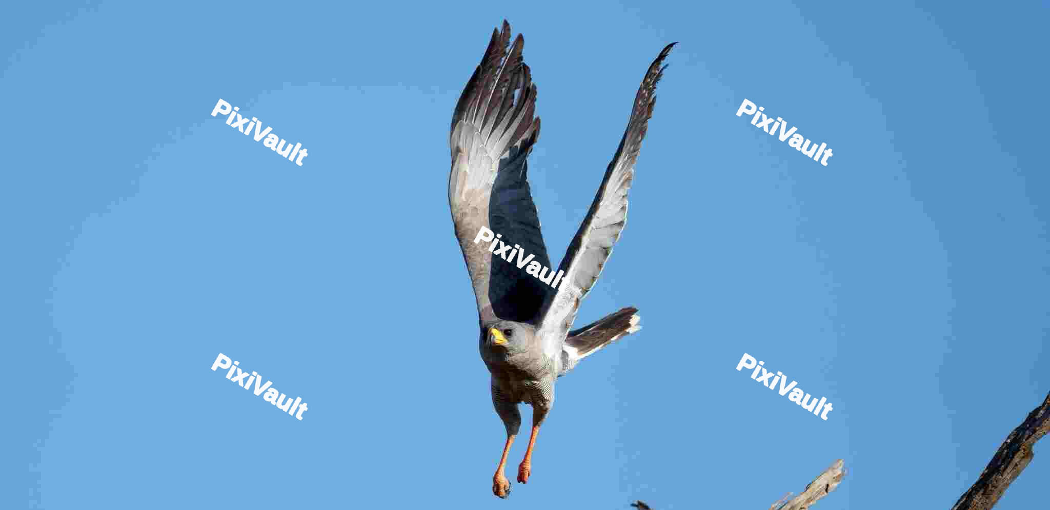 Hawk flying over blue sky